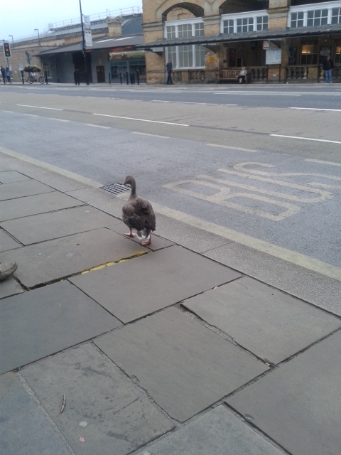 Meu companheiro na espera pelo ônibus de volta para casa