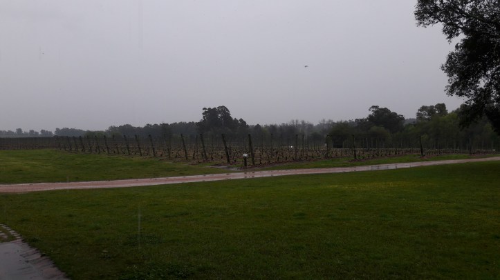 Parte da plantação de uvas da Bodega Bouza