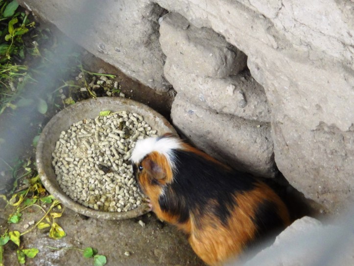 Huaca Pucllana - Cuy (a galera come esse bichinho fofo)