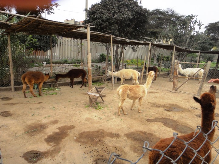 Huaca Pucllana - llamas e alparcas