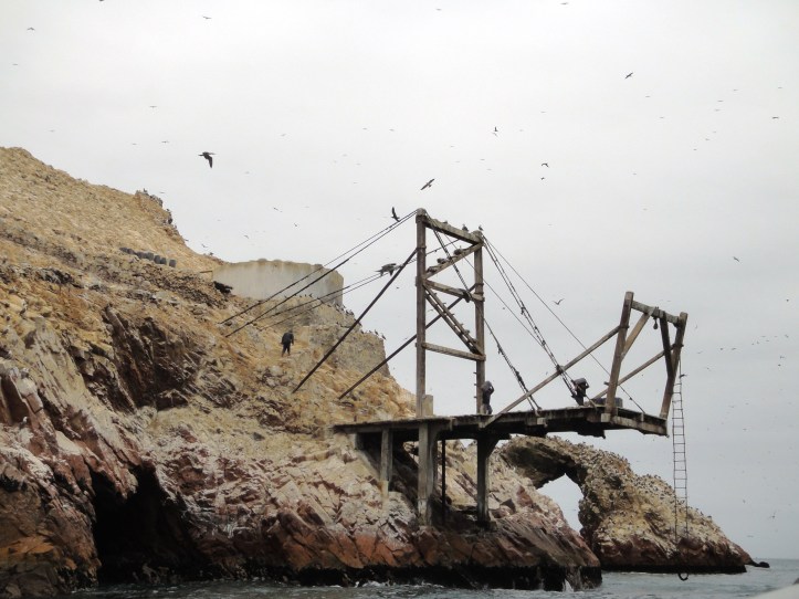 Coleta de guanto, fezes de pássaros
