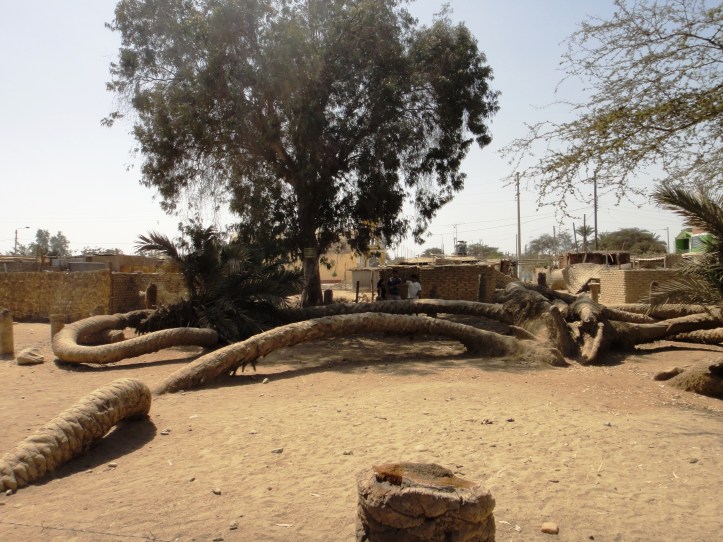 Palmeira de 7 cabeças