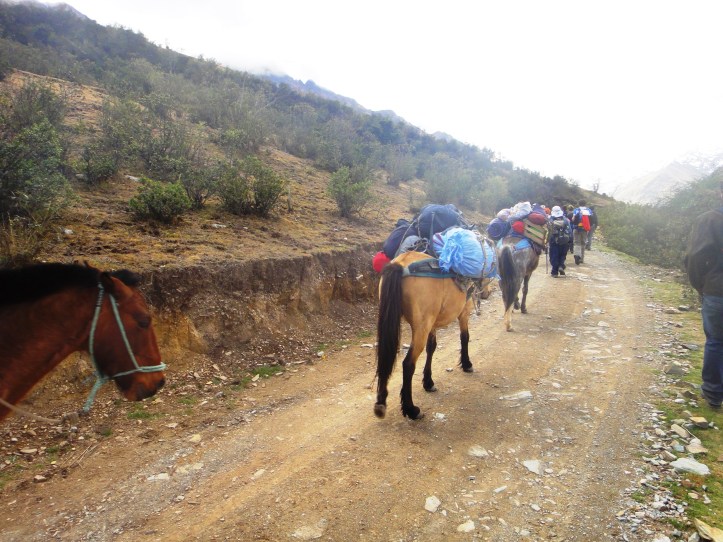 Cavalos com as bagagens