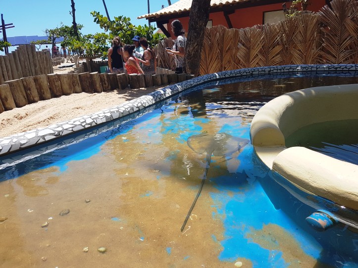 Arraia no Projeto Tamar