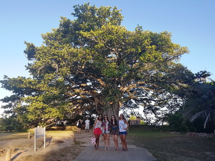 Castelo - árvore centenária