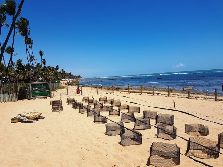 Ovinhos de tartaruga - Projeto Tamar