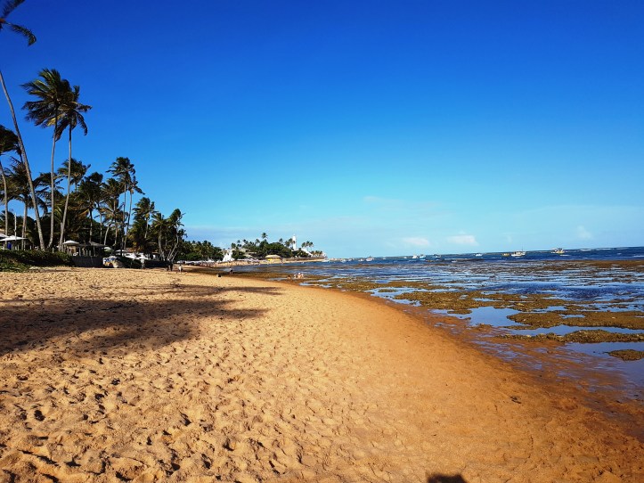 Coqueiral na Praia do Portinho 