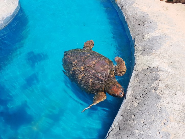 Tartaruga do Projeto Tamar