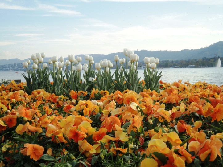 Belíssimas flores na Bürkliplatz 
