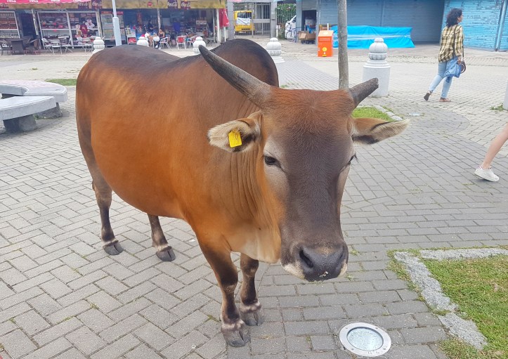 27- boi monasterio-01